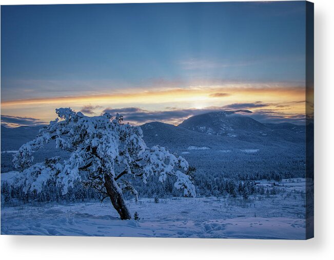 Tree Acrylic Print featuring the photograph Last sun #1 by Thomas Nay