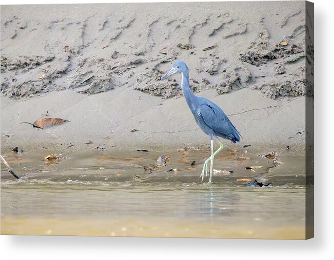 Colombia Acrylic Print featuring the photograph Little Blue Heron La Macarena Meta Colombia #1 by Adam Rainoff