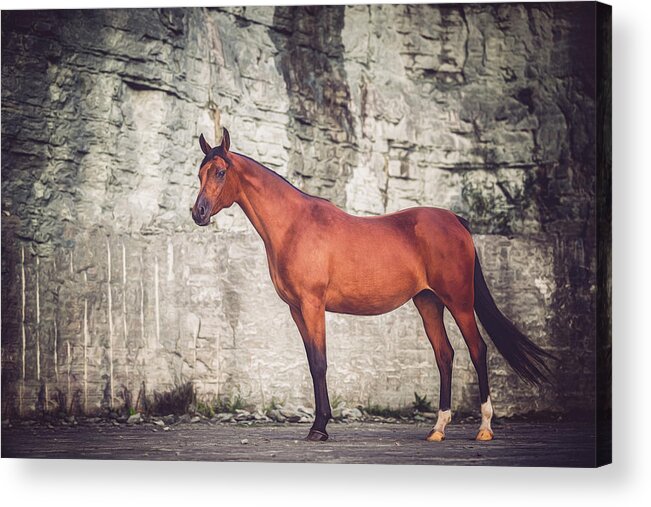 Photographs Acrylic Print featuring the photograph Magnum - Horse Art #2 by Lisa Saint