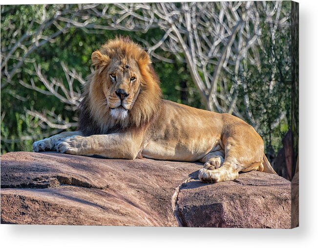 Lion Acrylic Print featuring the photograph Male Lion #1 by Jim Vallee