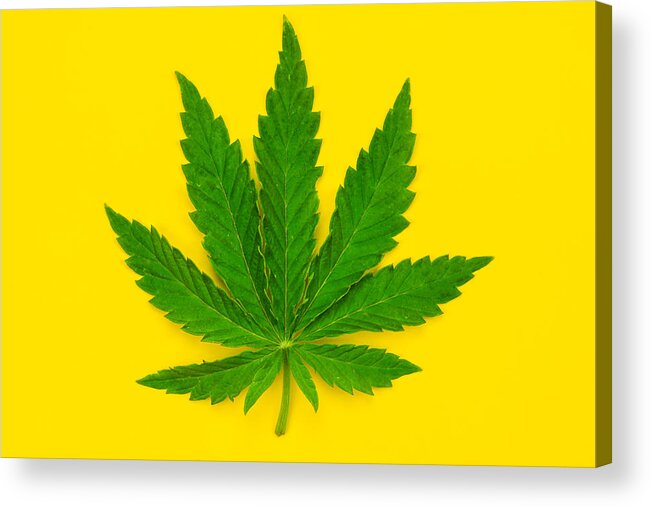 Flowerbed Acrylic Print featuring the photograph Marijuana leaf on a yellow background. #1 by Anton Petrus