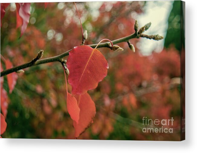 Leaf Acrylic Print featuring the photograph Nearing the End #1 by Elaine Teague