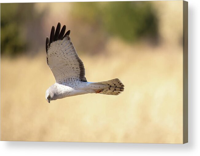 Northern Harrier Hawk Acrylic Print featuring the photograph Northern Harrier Hawk #1 by Brook Burling