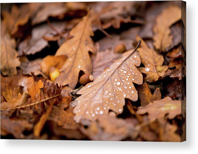 Fall Acrylic Print featuring the photograph Oak Leaves and rain drops by Anita Nicholson
