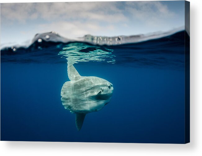 Underwater Acrylic Print featuring the photograph Pacific Sunfish #1 by Michael Zeigler