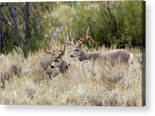 Deer Acrylic Print featuring the photograph Pairs by Ronnie And Frances Howard