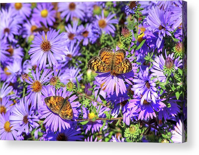 Phyciodes Acrylic Print featuring the photograph Pearl Crescent II by Robert Harris
