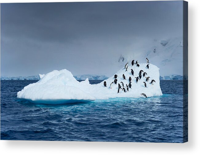 Iceberg Acrylic Print featuring the photograph Penguins on Iceberg #1 by Rebecca Yale