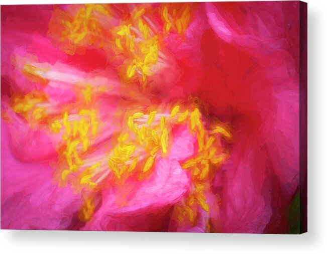 Camellia Abstract Acrylic Print featuring the photograph Pink Camellias Japonica Abstract X104 #2 by Rich Franco