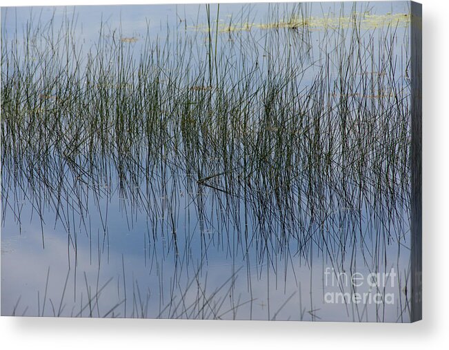 Pond Acrylic Print featuring the photograph Pond Reflections by Kae Cheatham