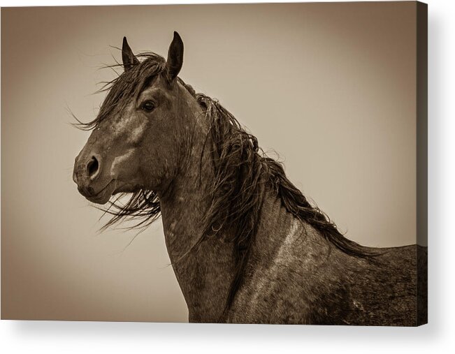 Horses Acrylic Print featuring the photograph Proud #1 by Mary Hone