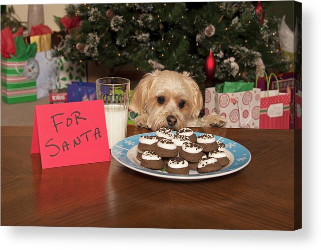 Puppy Acrylic Print featuring the photograph Puppy Checking Out Christmas Cookies #1 by Jim Vallee