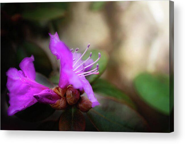Purple Rhododendron Blossom Acrylic Print featuring the photograph Purple Rhododendron Print by Gwen Gibson