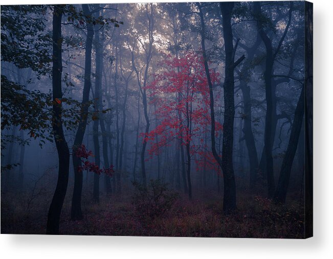 Balkan Mountains Acrylic Print featuring the photograph Red Tree by Evgeni Dinev
