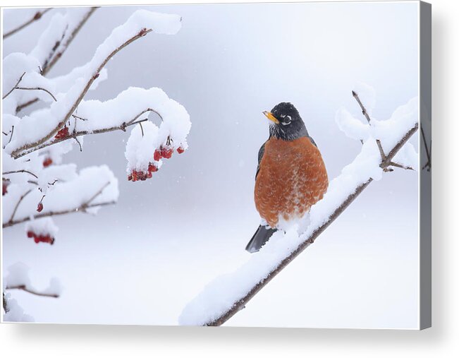 Robin Acrylic Print featuring the photograph Robin #1 by Brook Burling