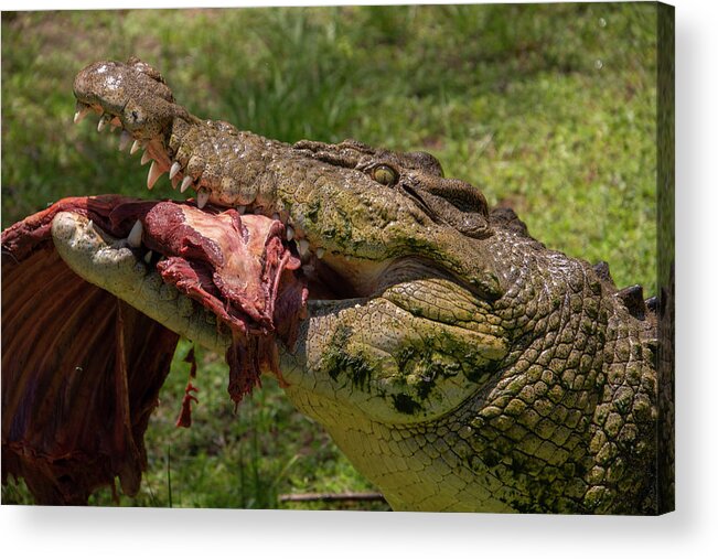 Saltwater Acrylic Print featuring the photograph Saltwater Crocodile Eating by Carolyn Hutchins