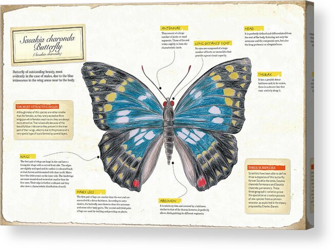 Childhood Acrylic Print featuring the digital art Sasakia Charonda Butterfly by Album