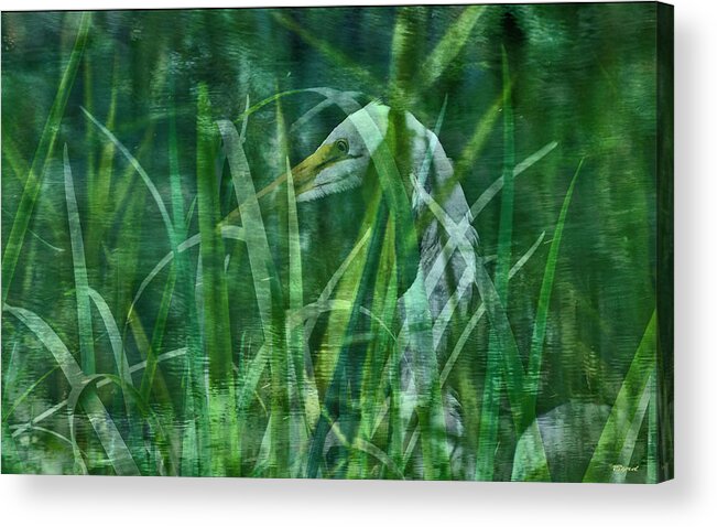 Overlay Acrylic Print featuring the photograph Secretive Egret by Christopher Byrd