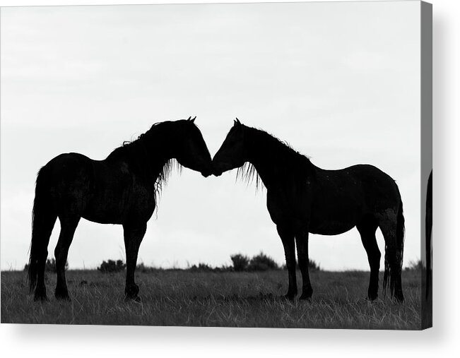 Horses Acrylic Print featuring the photograph Silhouette #1 by Mary Hone
