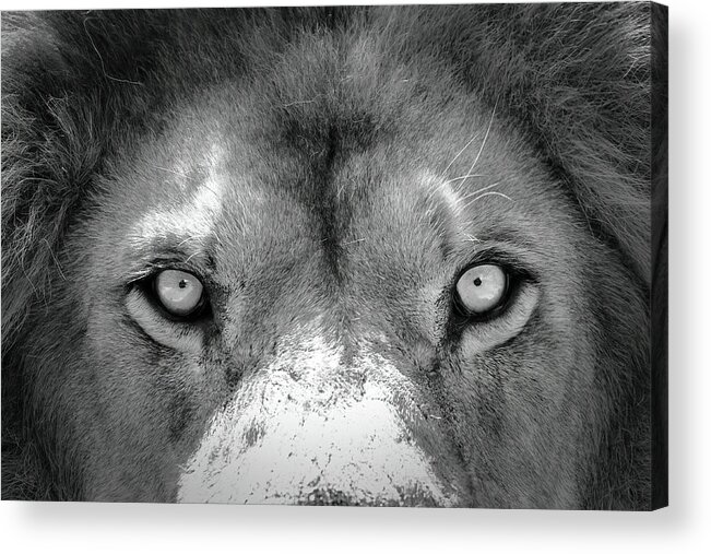 Lion Acrylic Print featuring the photograph Stare Down #1 by Lens Art Photography By Larry Trager
