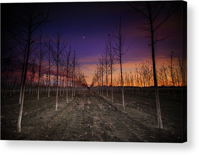  Acrylic Print featuring the photograph Starlight #1 by Nicole Engstrom