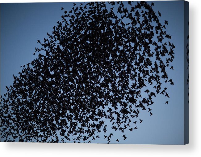 Animal Themes Acrylic Print featuring the photograph Starlings #1 by Reyaz Limalia