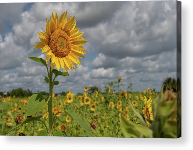 Sunflower Acrylic Print featuring the photograph Sunflower in Field by Carolyn Hutchins