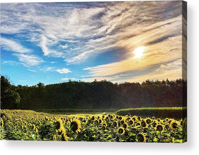  Acrylic Print featuring the photograph Sunflowers #1 by John Gisis