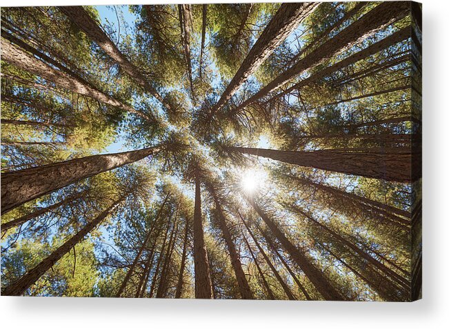 Nature Acrylic Print featuring the photograph Surrounded by trees #1 by Mirko Chessari