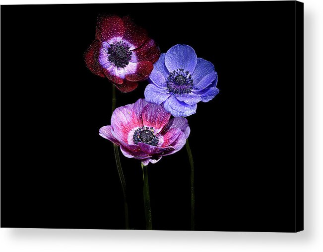 Tulip Acrylic Print featuring the photograph The Anemone Trio #1 by Judi Kubes