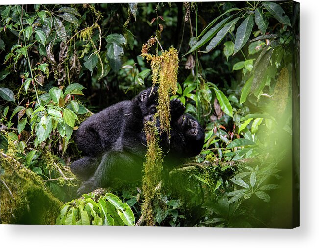 Gorillas Acrylic Print featuring the photograph The Hug by Kush Patel