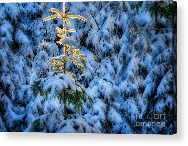 Nag005954 Acrylic Print featuring the photograph Tree of Light #1 by Edmund Nagele FRPS