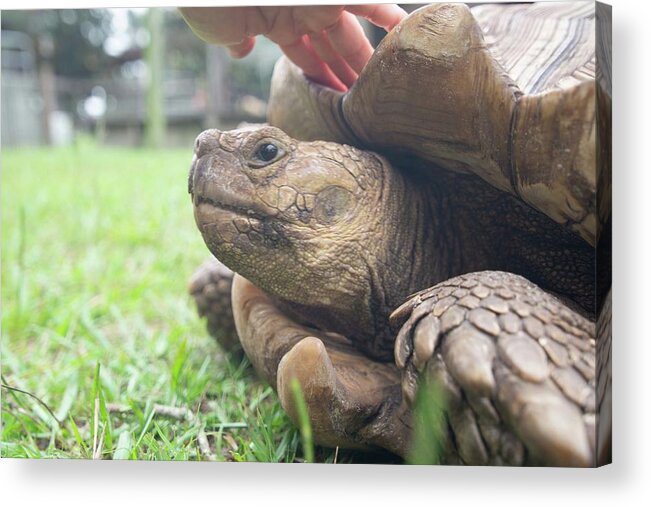 Dade City Acrylic Print featuring the photograph Turtle #1 by Dmdcreative Photography