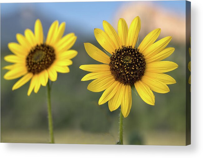 Sunflower Acrylic Print featuring the photograph Two Sunflowers #1 by Bob Falcone