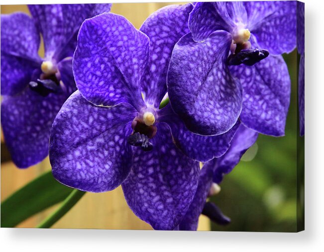 China Acrylic Print featuring the photograph Vanda Orchid by Tanya Owens