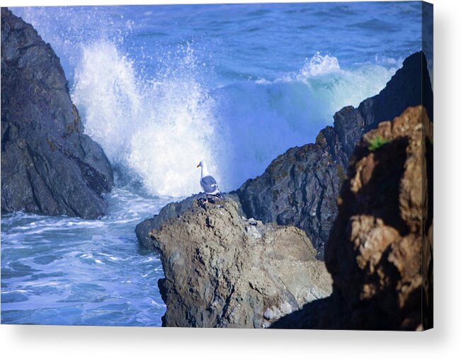 Sea Gull Acrylic Print featuring the photograph Vantage Point #2 by Kandy Hurley