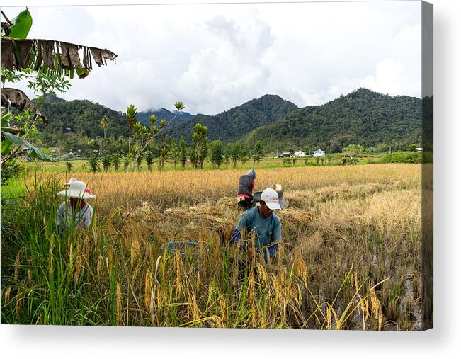 Scenics Acrylic Print featuring the photograph View of farmers at paddy field during harvest season in Bario, Sarawak - a well known place as one of the major organic rice supplier in Malaysia. #1 by Shaifulzamri