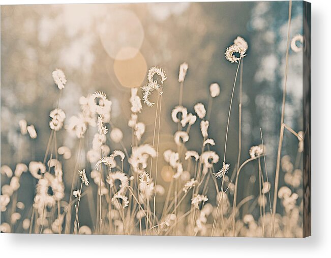 Wheat Acrylic Print featuring the photograph Wheat Fields by Carmen Kern