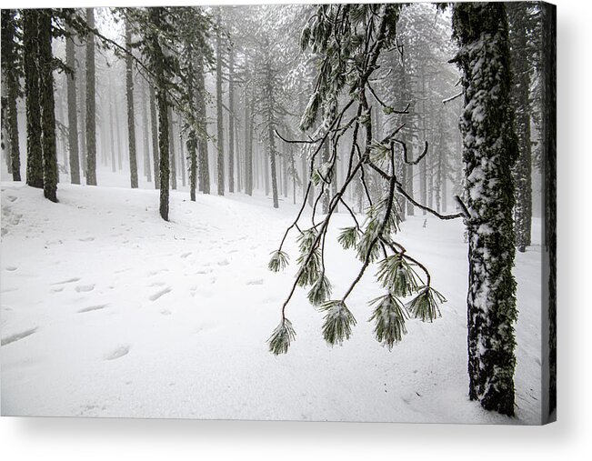 Winter Landscape Acrylic Print featuring the photograph Winter forest landscape with mountain covered in snow by Michalakis Ppalis