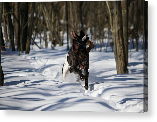 Gsp Acrylic Print featuring the photograph Winter Fun by Brook Burling
