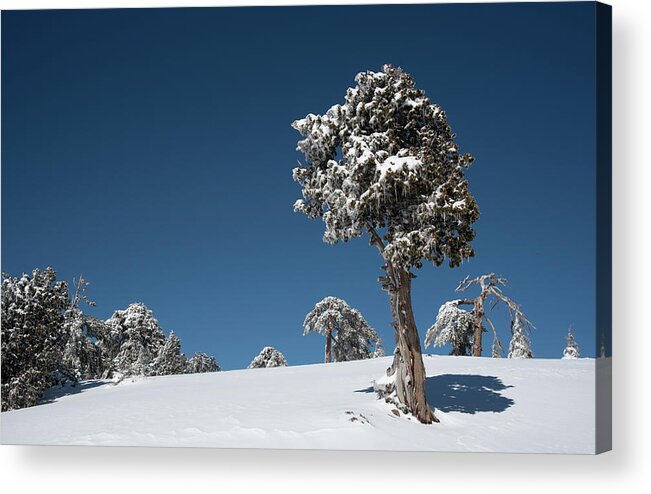 Single Tree Acrylic Print featuring the photograph Winter landscape in snowy mountains. Frozen snowy lonely fir trees against blue sky. by Michalakis Ppalis