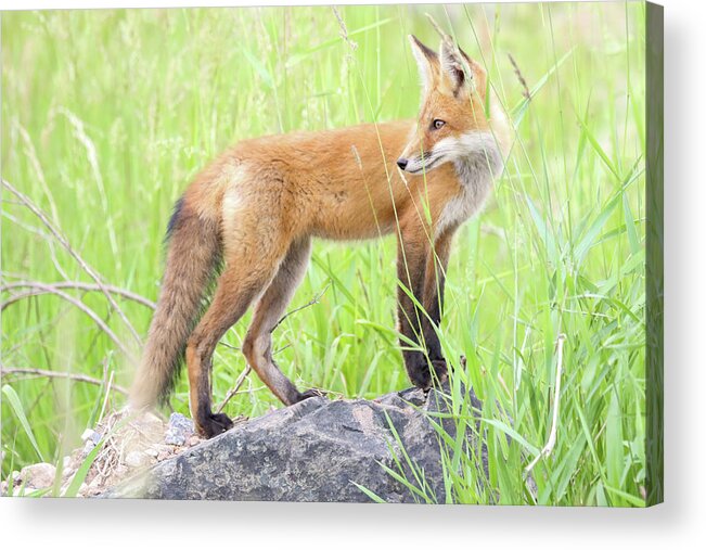 Redfox Acrylic Print featuring the photograph Fox Kit #10 by Brook Burling
