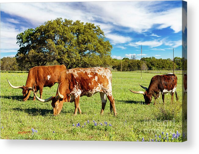 African Breed Acrylic Print featuring the photograph Texas Hill Country #11 by Raul Rodriguez