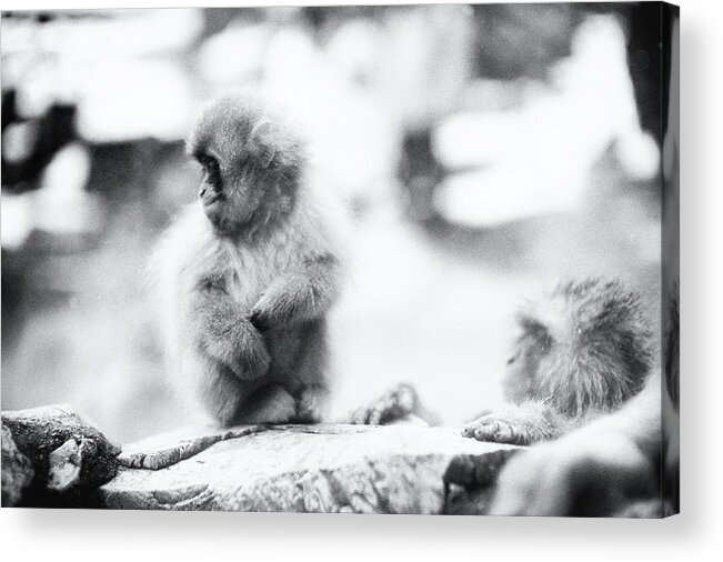 Hell's Valley Acrylic Print featuring the photograph Jigokudani Monkey Park, Nagano, Japan #13 by Eugene Nikiforov