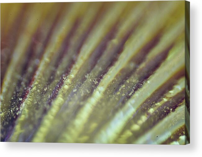 Abstract Acrylic Print featuring the photograph Abstract #10 by Neil R Finlay