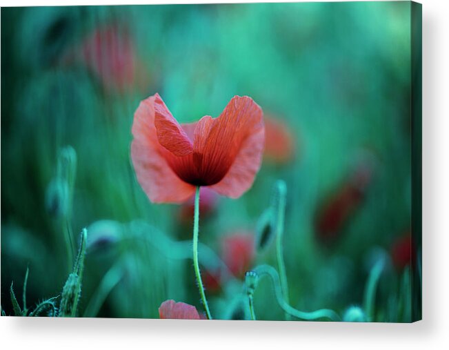 Poppy Flower Acrylic Print featuring the photograph Summer Poppy #14 by Nailia Schwarz