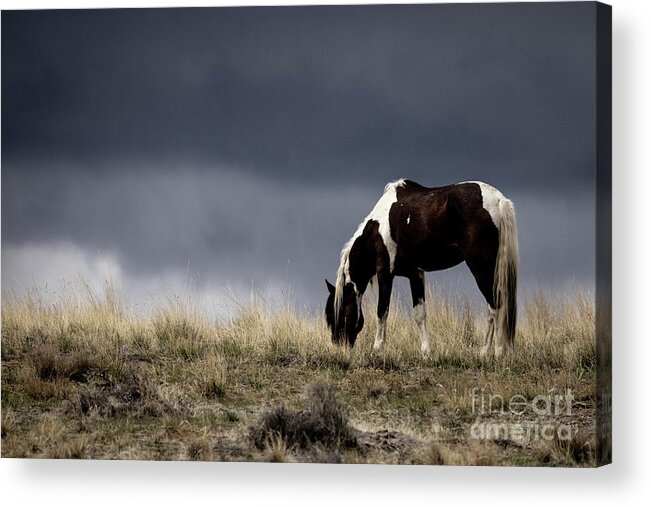 Mustangs Acrylic Print featuring the photograph Wild Horses #14 by Julie Argyle