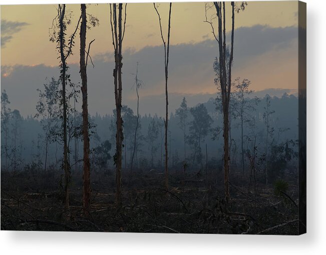 Deforestation Acrylic Print featuring the photograph 1808pineforest8 by Nicolas Lombard