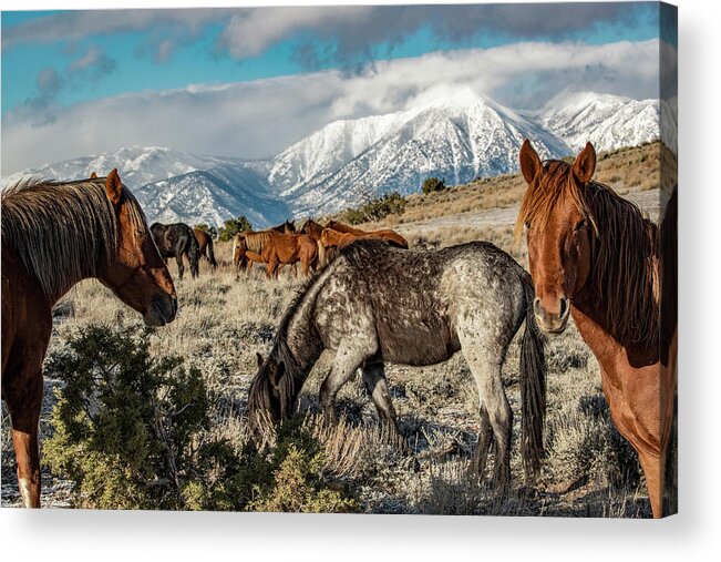  Acrylic Print featuring the photograph 1dx25695 by John T Humphrey