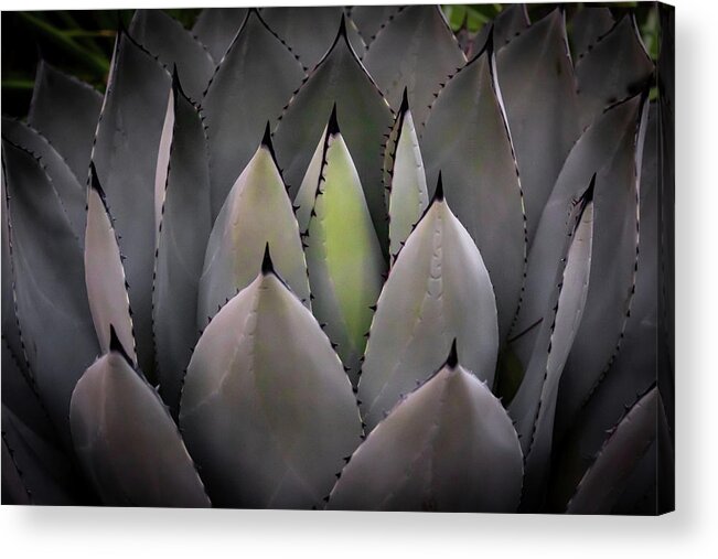Cacti Acrylic Print featuring the photograph Agave parryi truncata #2 by Gary Geddes